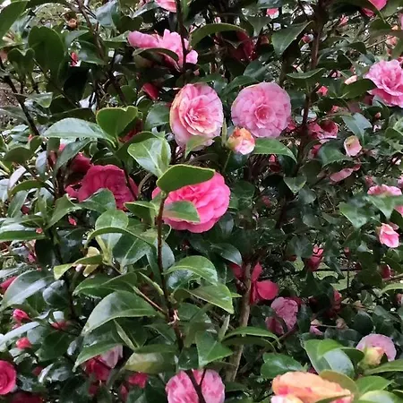 Kempen/nrh. ホームステイ ケンペン