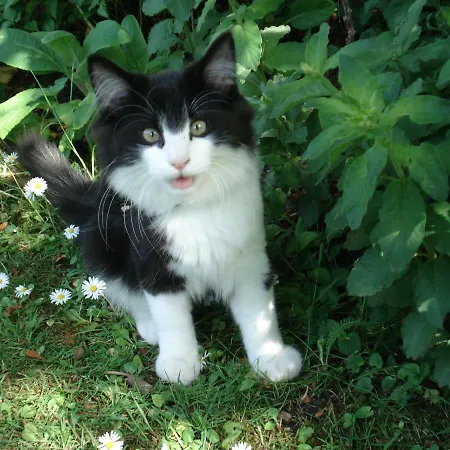 Séjour chez l'habitant Privatzimmer Kempen *