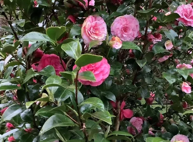 Privatzimmer Kempen Séjour chez l'habitant Kempen