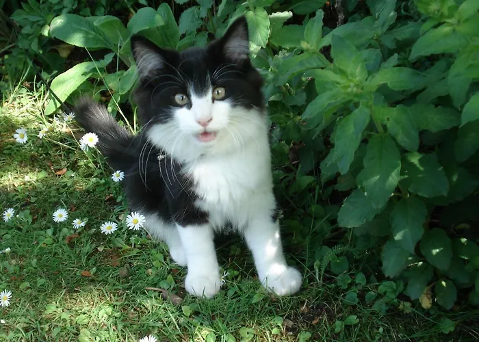 Séjour chez l'habitant Privatzimmer Kempen *